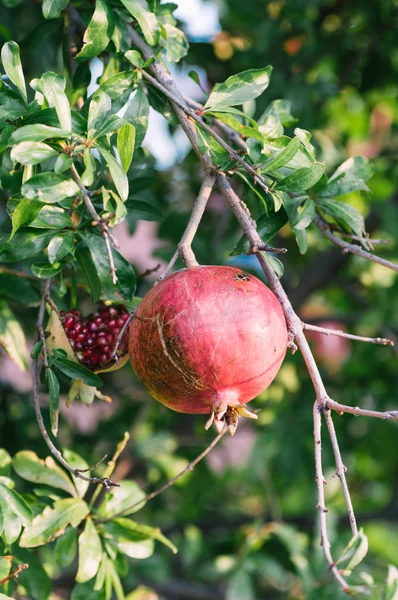 Granatapfel — Stockfoto