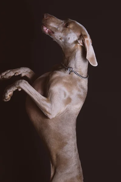 Wyżeł weimarski pies — Zdjęcie stockowe