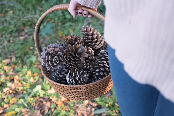 Recoger conos de pino — Foto de Stock