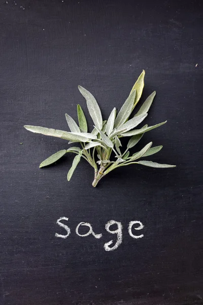 Fresh sage — Stock Photo, Image