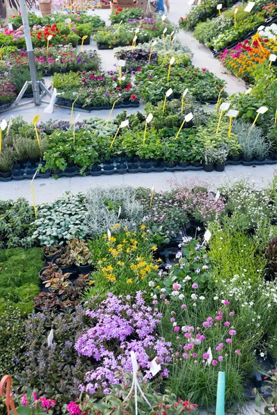 Herbs and flowers — Stock Photo, Image