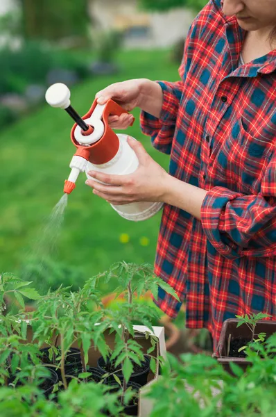 トマトの実生植物 — ストック写真