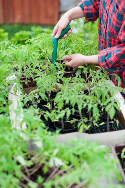 Piantine di pomodoro — Foto Stock