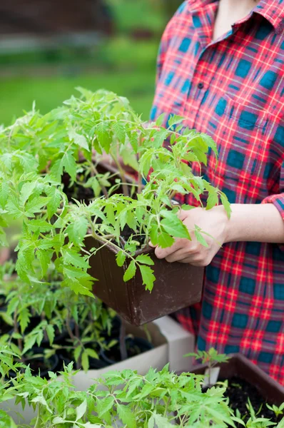 Tomatensetzlinge — Stockfoto