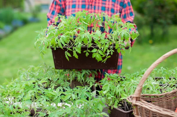 Tomato seedlings — Stock Photo, Image