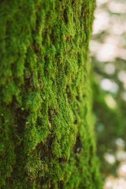 Detail of a tree covered in green moss