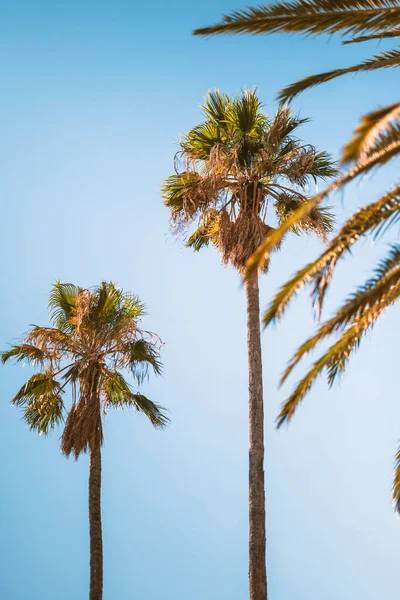 Green palm trees against blue sky
