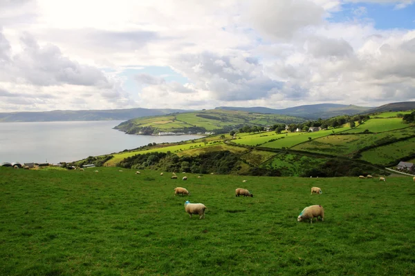 Kopce s zelenými poli a ovce antrim pobřeží — Stock fotografie