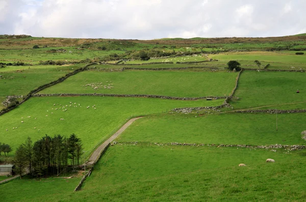 Kopce s zelenými poli a ovce — Stock fotografie