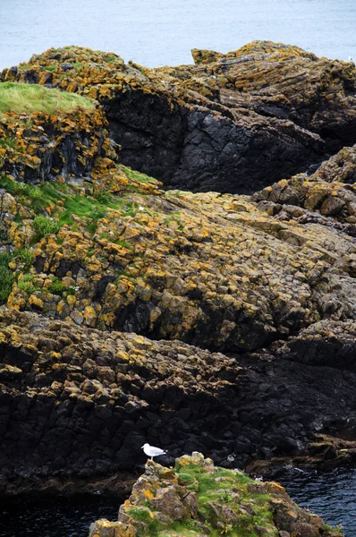 Natur in irland — Stockfoto