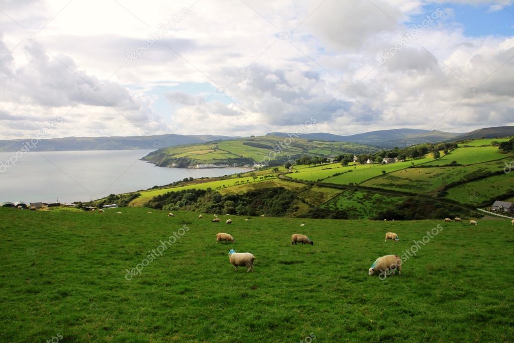 hills with green fields and sheeps along Antrim Coast