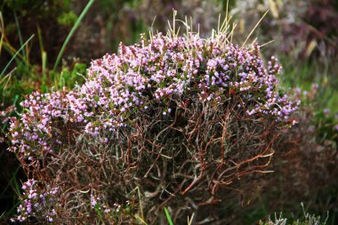 Kuzey İrlanda küçük bitki örtüsü