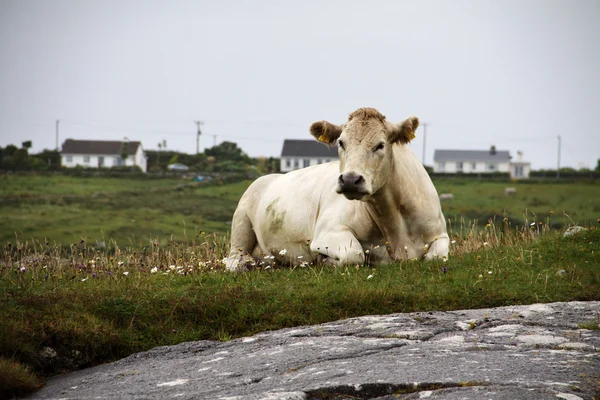 Connemara paesaggio piovoso con una mucca — Foto Stock