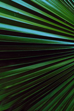 Green tropical leaves backrogud, exotic jungle texture.