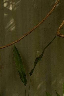 Green tropical leaves backrogud, exotic jungle texture.