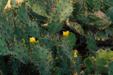 Close up of a cactus in wild scenery.