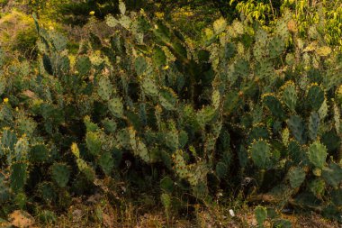 Close up of a cactus in wild scenery.