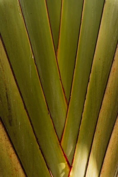 Green tropical leaves backrogud, exotic jungle texture.