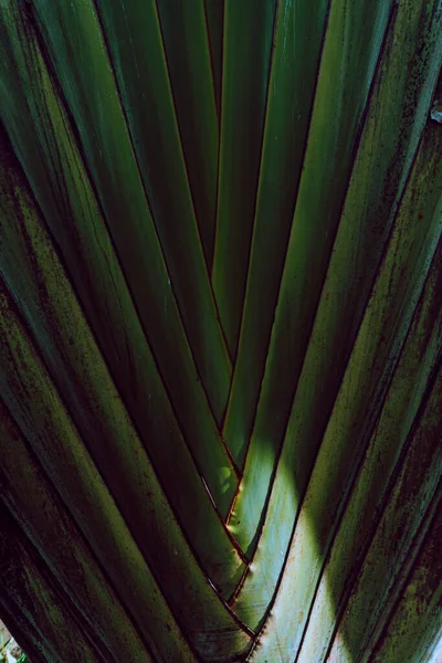 Green tropical leaves backrogud, exotic jungle texture.