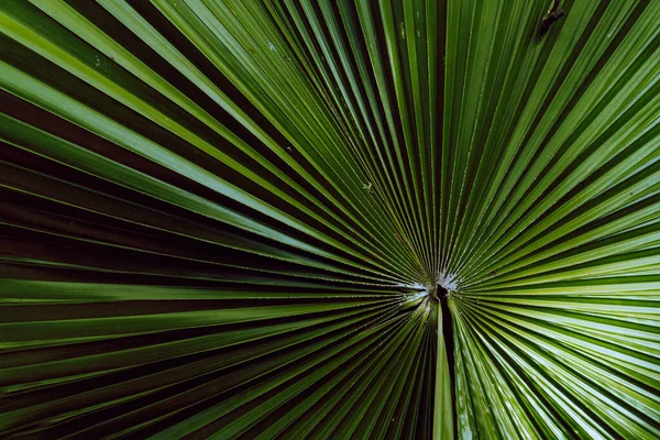 Green tropical leaves backrogud, exotic jungle texture.
