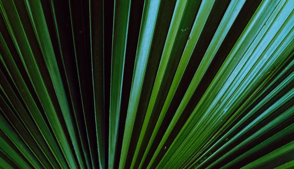 Green tropical leaves backrogud, exotic jungle texture.