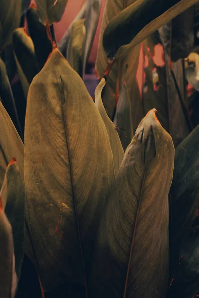 Green tropical leaves backrogud, exotic jungle texture.