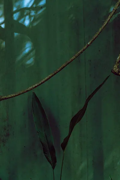 Green tropical leaves backrogud, exotic jungle texture.