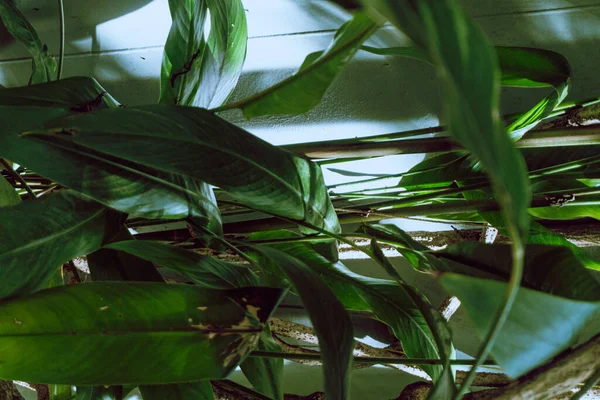 Green tropical leaves backrogud, exotic jungle texture.