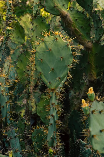 Close up of a cactus in wild scenery.