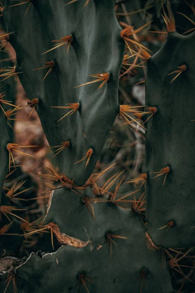 Close up of a cactus in wild scenery.