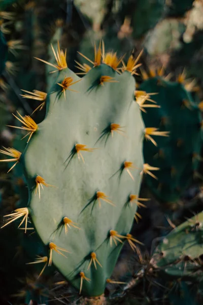 Close up of a cactus in wild scenery.