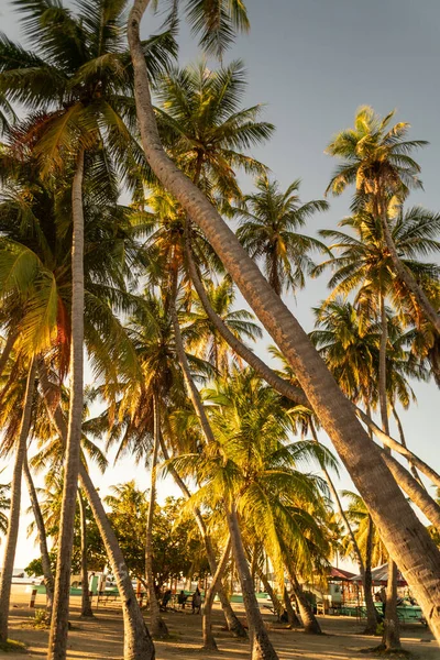 Piękna Tropikalna Plaża Zachód Słońca Palmami Słoneczny Dzień Malediwy — Zdjęcie stockowe