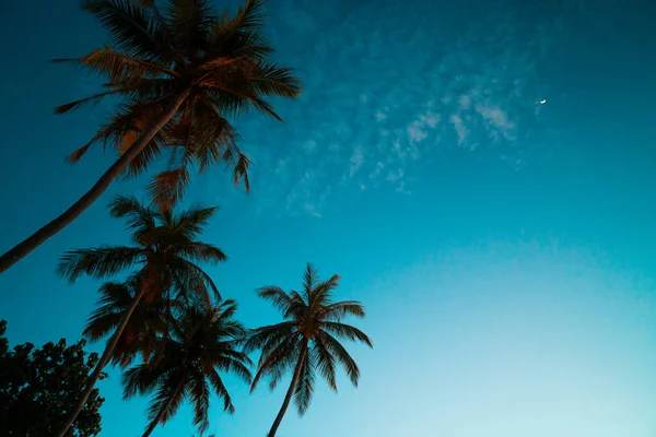 Beautiful tropical beach and sunset with palm trees on a sunny day, Maledives.