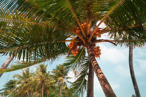 Prachtig Tropisch Strand Zonsondergang Met Palmbomen Een Zonnige Dag Malediven — Stockfoto