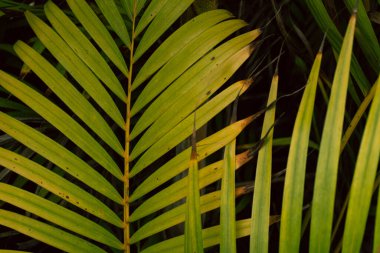 Green leaves tropical background, flora and foliage.