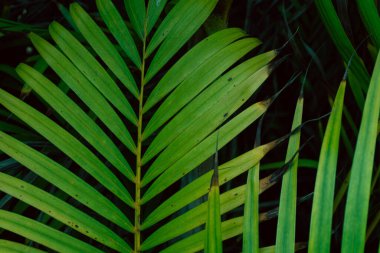 Green leaves tropical background, flora and foliage.