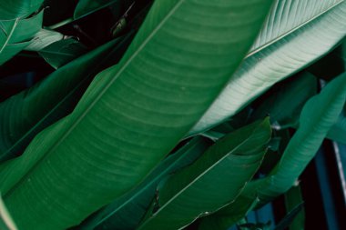 Green leaves tropical background, flora and foliage.