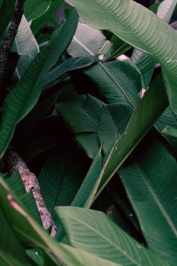 Green leaves tropical background, flora and foliage.