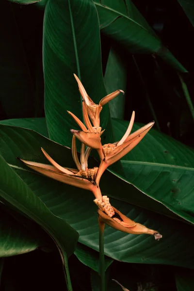 Beautiful Botanical Shot Natural Wallpaper Plant Background — Fotografia de Stock