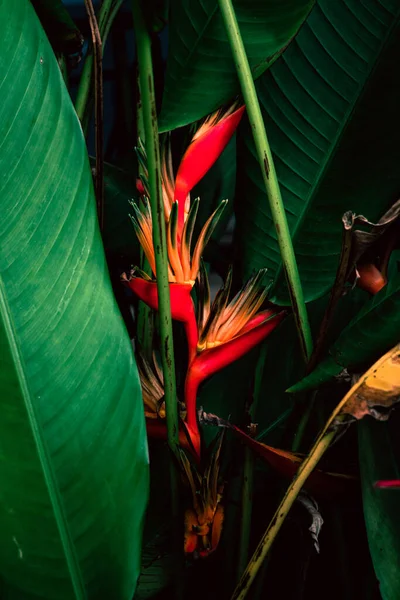 Beautiful Botanical Shot Natural Wallpaper Plant Background — ストック写真
