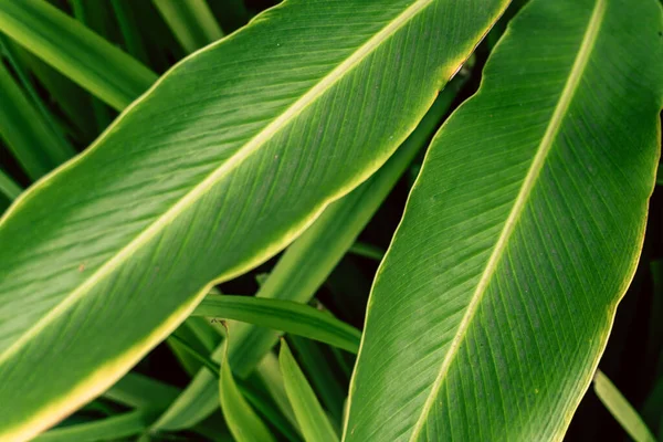 Green leaves tropical background, flora and foliage.