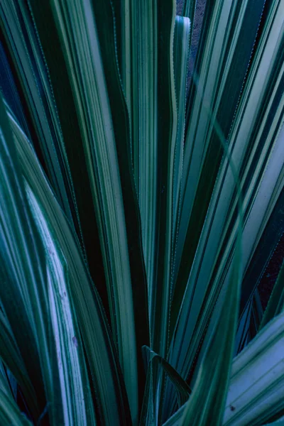Green leaves background, flora and foliage texture.