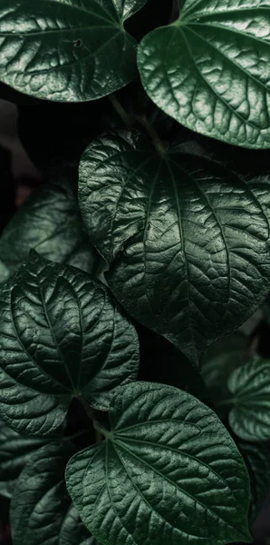 Green leaves tropical background, flora and foliage texture.