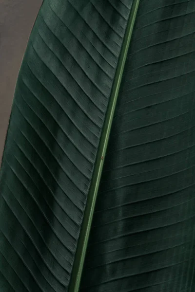 Green leaves tropical background, flora and foliage texture.