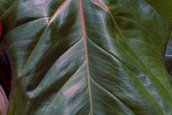 Закрытие Темно Зеленого Пальмового Листа Черном Фоне Натуральная Растительная Текстура — стоковое фото