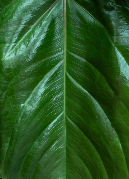 Close up of a dark green palm leaf on a black background, natural plant texture.