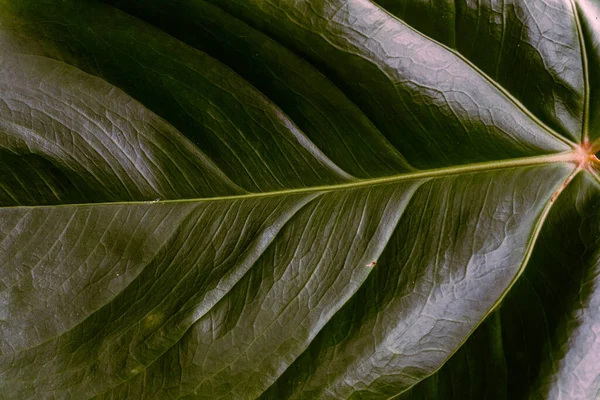 Close Dark Green Palm Leaf Black Background Natural Plant Texture — Stock fotografie