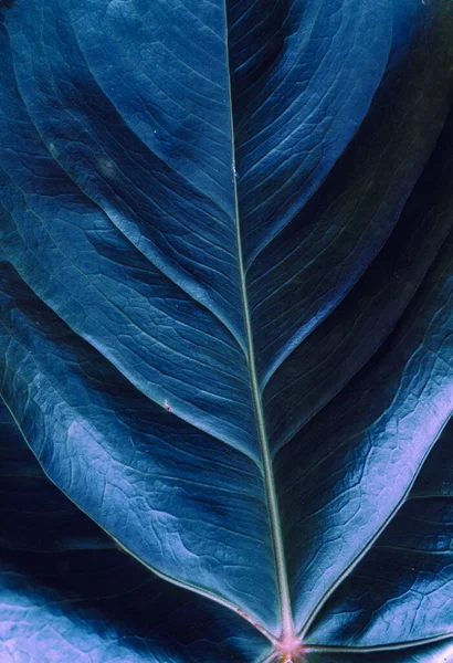 Close Dark Blue Tropical Leaf Black Background Natural Plant Texture — Stock fotografie