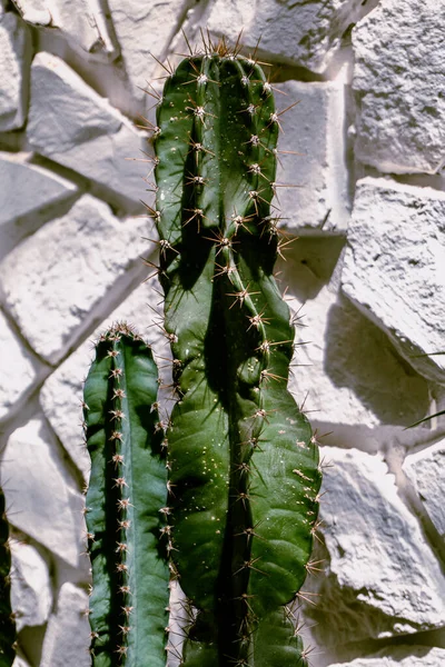 Cactus Plan Esthétique Naturel Des Plantes Succulentes Gros Plan Texture — Photo
