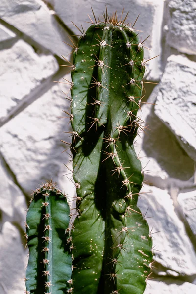 Cactus Plan Esthétique Naturel Des Plantes Succulentes Gros Plan Texture — Photo